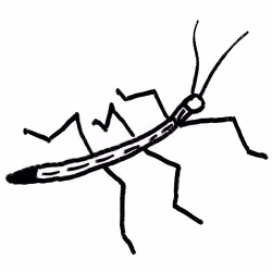 Stickinsect 