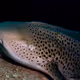 Zebra (Leopard) Shark Stegostoma tigrinum