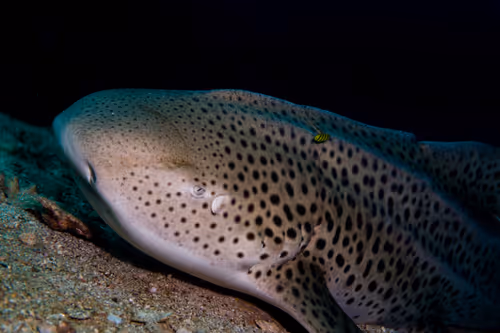 Item #109490832129019688530510015622516671857324775840030093758317008307402489987073 Media