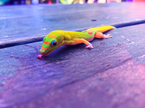 Item #47135160856042926419707723081618182056343416596514889986731204267659577262081 Media