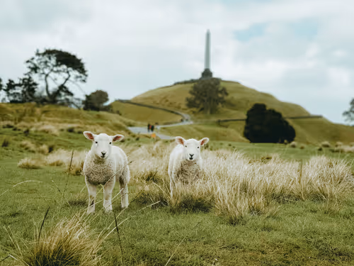 This is Auckland Aotearoa by Greg Godin