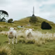 This is Auckland Aotearoa by Greg Godin