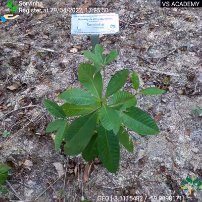 Item #8500196597889277390194123329501889087166328879864934763448348851204104650753 Media