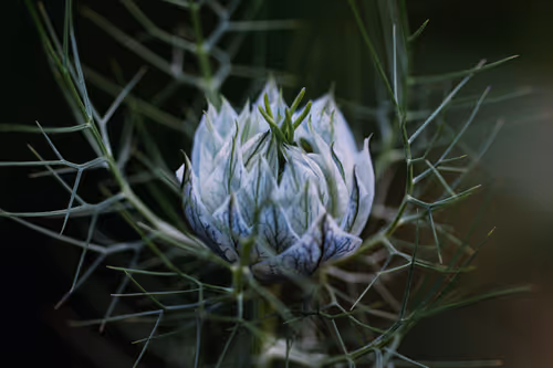 Item #59967187426684840308125755480147414158284983471661826941997092831644383969281 Media