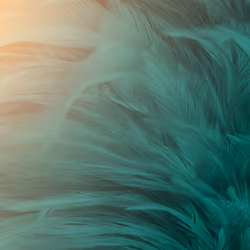 feather texture background #33