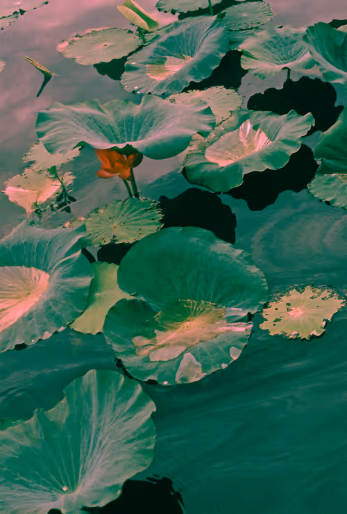 Item #6543125285758794139519418366552479585360659536622126303737985542246801342465 Media