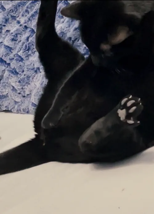 Item #34375500222696530437386026571917367122799709356939041082979381066252301631489 Media