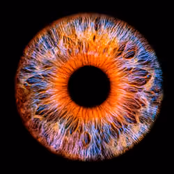 Colorful IRIS #20