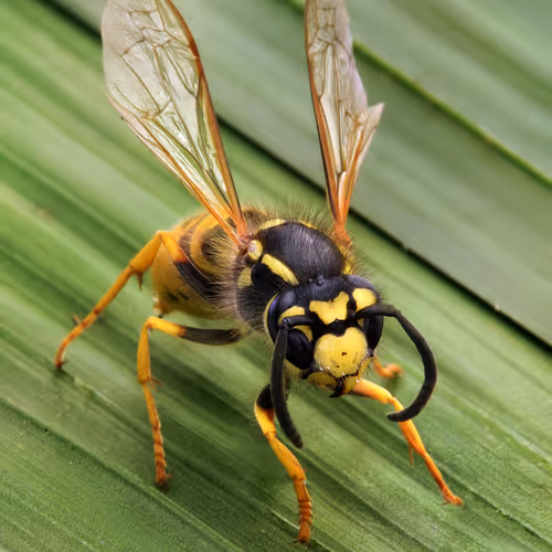 Mr_Wasp Collection