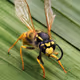 Mr_Wasp Collection