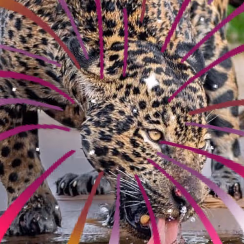 Untitled Collection #116463269 - old