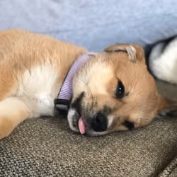 doge nap 