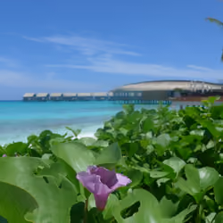 Maledives #42