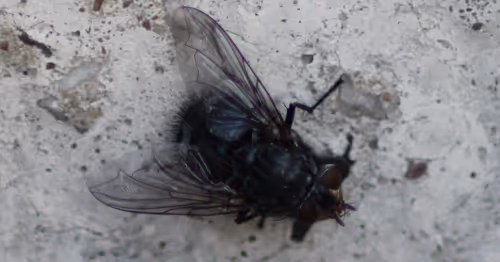 Item #51124555051901614330264480006545612592022390906904121289505624500836073734145 Media