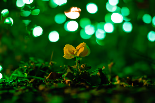 Item #30985419060957023672606833204645685316652492575224970316942919909575053279233 Media