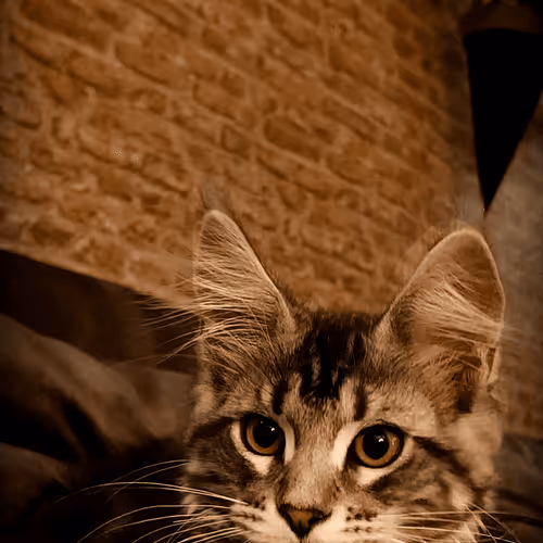 Untitled Collection #29042323