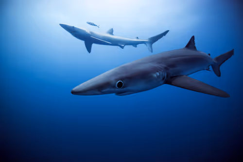 Item #29902083434247515408831439574651385768857107128595090783109118178078094262273 Media