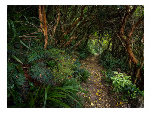 Item #113391420929209941219598099572508675076097289829558384042967582025164812976129 Media