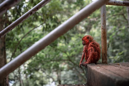 Item #63523364168895166174582155522401431768249069282983621171475144148043763286017 Media