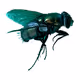 The Fly