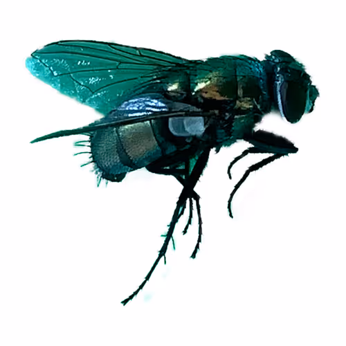 Item #361794936562334952328901045848393969360551784406456248044550068791775593448 Media