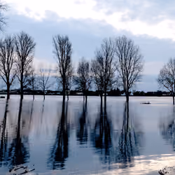 trees in flood