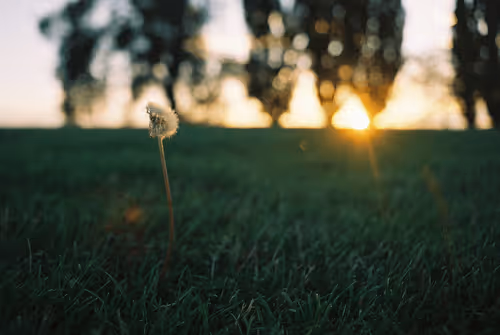 Follow your daydreams - 35 1/1 images captured on film