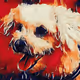RareDogs