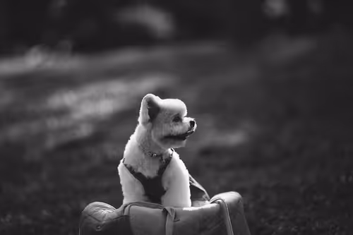 Item #21607923784025543658024067331009769919395041958272689574271021089175552131073 Media