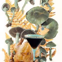 swiss alpine mushroom collection collage #12 "stropharia aeruginosa"