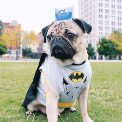 Pug Lyfe 017