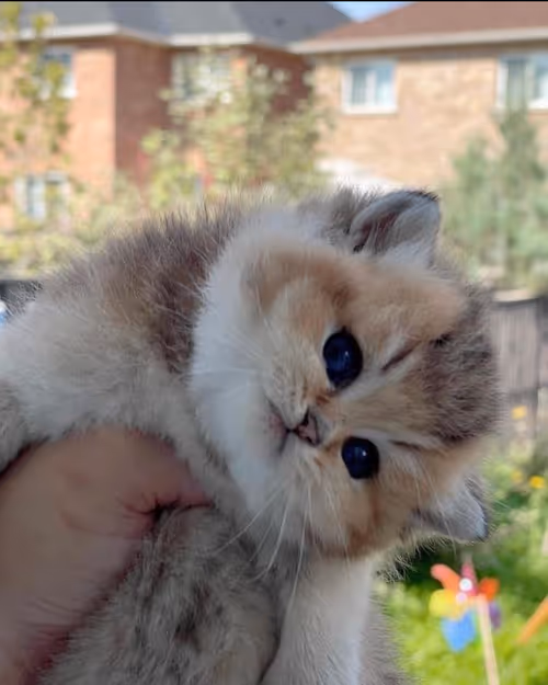 Item #506614017608188570824604822011872825915664813029036437365082818751154356225 Media