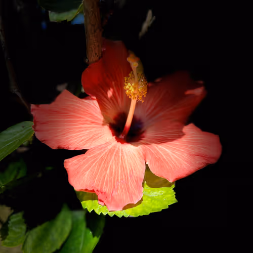 Plumeria 2