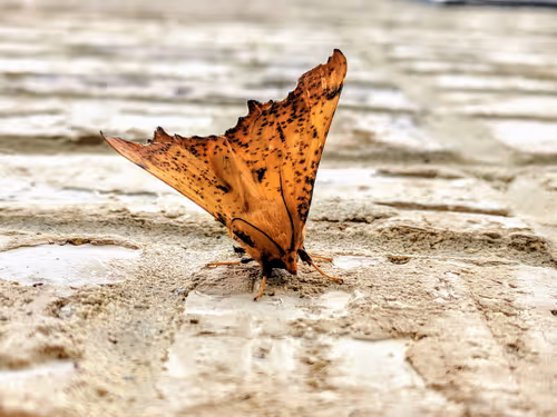 Item #91070771402693932000601226030107355921495201720799399704297419996788309360641 Media