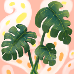 Monstera Deliciosa