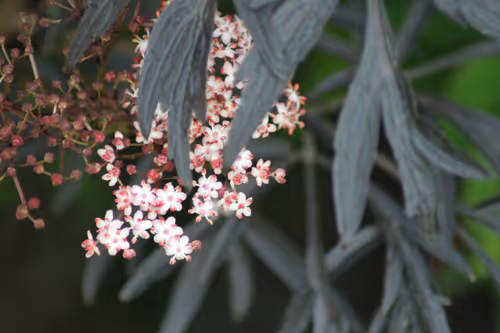 Item #51124555051901614330264480006545612592022390906904121289505624536020445822977 Media