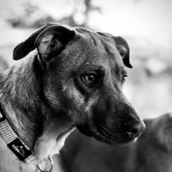 Ellie B/W #12