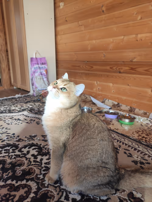 Item #46348599472569713654731178302084384440561957905567404983387339761367721705473 Media