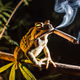 The Wise Frog