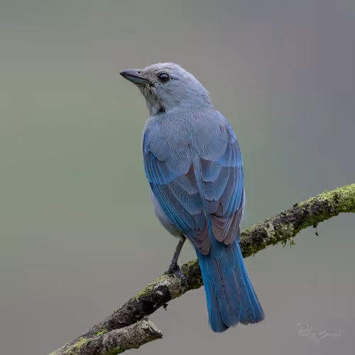 Item #76723362783280478533997952640177478162370392864243199552253501725002050830337 Media