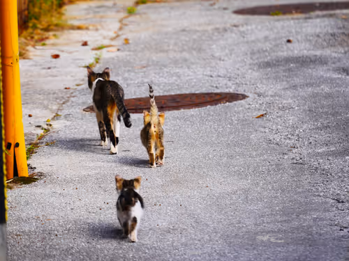 Item #55455677318123595031509472603724202920888355633279889545160944671035521761281 Media