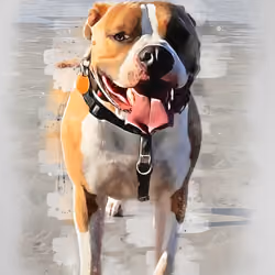 Beach Dog - @DogeLove80