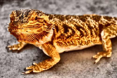 Cool Geckos