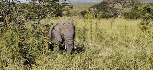 Item #33884978773652834998492452678806383072382496266847956265453593673289082863617 Media