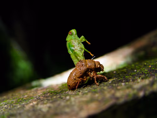 Item #15286439154353413258560728673590493507949724092509999987352070239452586311681 Media