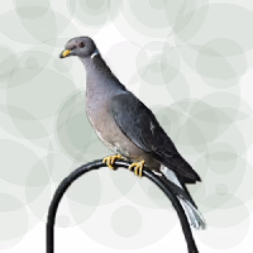 Item #44224140947385297080294490486331546758837636797201957936873602932928958955521 Media