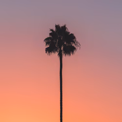 Palm Tree #25