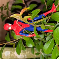 Spidy Life 