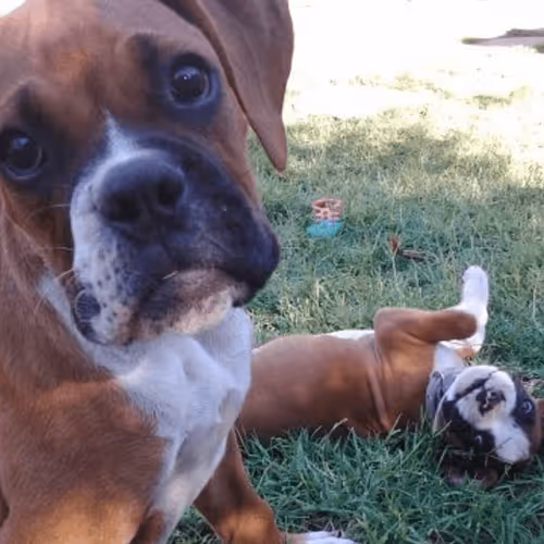 WillyTheDegen Collection