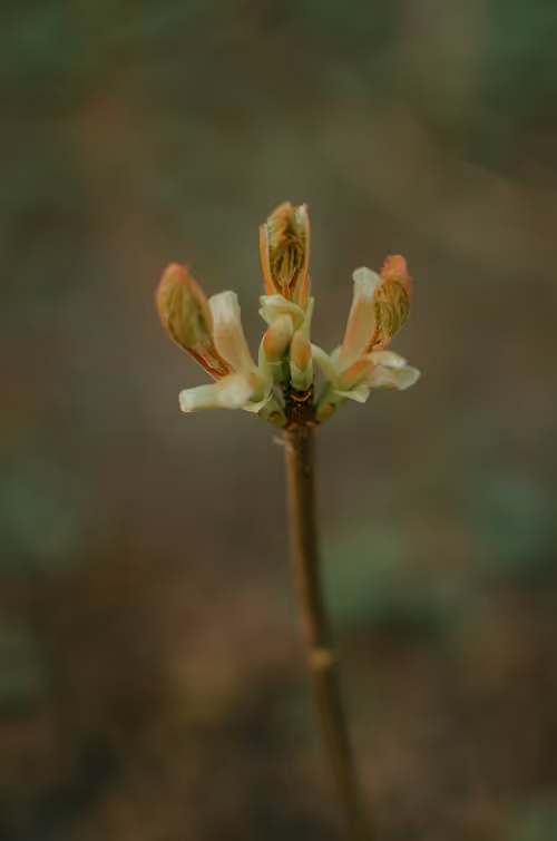 Item #89749655781633695214918973850275472722969414754438239918620403760046616346625 Media